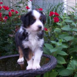 Alice - Black tri female Miniature American Shepherd puppy in Atwood, Illinois from Buck-Run Puppies