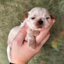 Cream - Gold male Shih Tzu puppy in Oakville, Washington from Pine Pawz