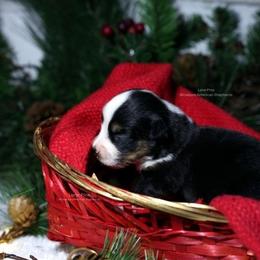 Astra - Black tri female Miniature American Shepherd puppy in Kalama, Washington from Lone Pine Miniature American Shepherds