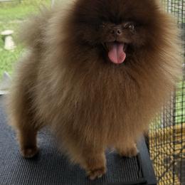 Kona - Pomeranian