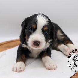 Lake - Tri-color male Bernedoodle puppy in Edmond, Oklahoma from Rock N Roll Doodles