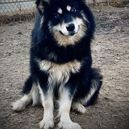 Moonlight - Alaskan Malamute