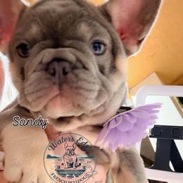Sandy Cheeks - Tricolors female French Bulldog puppy in Strunk, Kentucky from Waters Edge French Bulldogs LLC