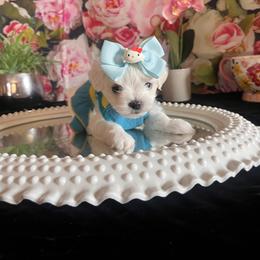 Assorted Doodle Crosses, Maltese, and Poodle Puppies from House of Poodles