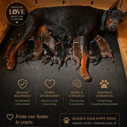 Girl 3 - Red and rust female Doberman Pinscher puppy in Columbia, Maryland from Storm Cloud Doberman