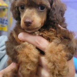 Pink collar girl - Sable female Poodle puppy in Vinemont, Alabama from RottenDog's Poodles