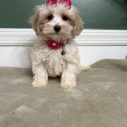 Ophelia - White female Maltipoo puppy in Philadelphia, Pennsylvania from HMH’s Boxers, Maltipoos & Cavaliers