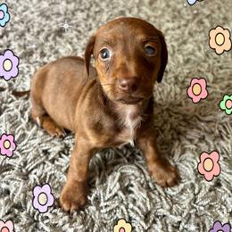 Anna - Chocolate and tan female Dachshund puppy in Aiken, South Carolina from State Eight Dachshunds
