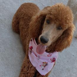 Goldendoodles, Maltipoos, and Poodles from doodles.puppes