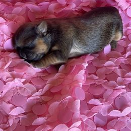 Shih Tzu Puppies from Monica Sauceda
