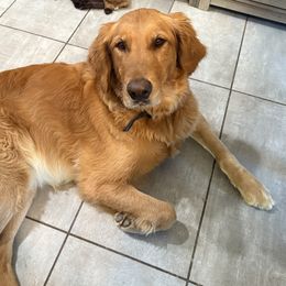 Cali - Golden Retriever