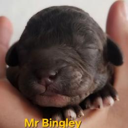 Mr bingley- Jane Austen litter - Chocolate male Labradoodle puppy in Phelan, California from Family Doodles