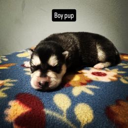 Boy 3 - Black and white male Siberian Husky puppy in Paola, Kansas from East Inn Huskies
