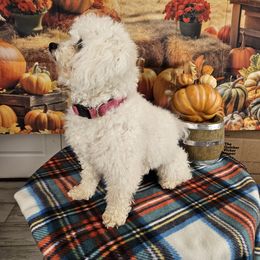 Girl 2 - White and buff female Bichon Frise puppy in Lavon, Texas from Sissy’s Heavenly Paws