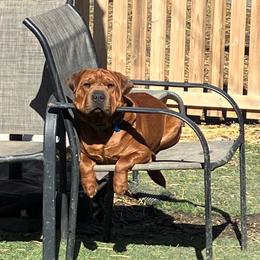 LINCOLN - Fawn male Companion Cross puppy in Indianapolis, Indiana from The Sharpeagle Barkery