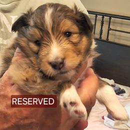 Shetland Sheepdog Puppies from Country Acres Shetland Sheepdogs