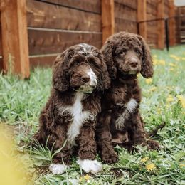 Assorted Doodle Crosses, Aussiedoodles, and Cockapoos from Blue Mountain Aussiedoodles