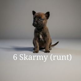 Belgian Malinois Puppies from k9defend