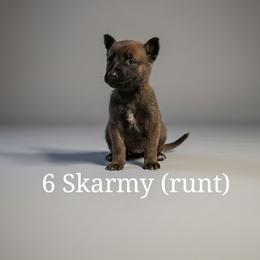Belgian Malinois Puppies from k9defend