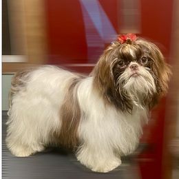 Rubble - Shih Tzu