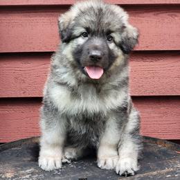 Tiger - Black and silver male Shiloh Shepherd puppy in Plant City, Florida from Look Up Shilohs
