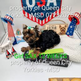 SAX ( as in Saxophone) - Black and tan female Yorkshire Terrier puppy in Charlotte, North Carolina from Queen City Yorkies