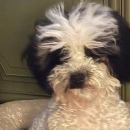 Poodles from Paws in the Country