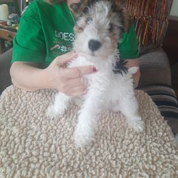 Wire Fox Terrier Puppies from Starwyre
