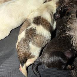 Parti Boy - Brindle and white male Mal-Shi puppy in Calhan, Colorado from Millennium Falcon Kennels