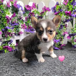 R3 - Black and tan female Pembroke Welsh Corgi puppy in Jacksonville, Texas from ArmnalegRanch LLC