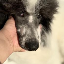 Girl 4 - Parti Poodle puppy in Stuart, Florida from AKC/Excellent + Good OFA Sweet Delightful Poodles