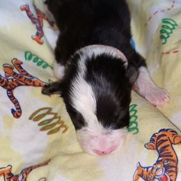 Australian Shepherd Puppies from Purple Tyger Creations