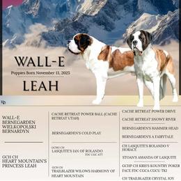 Saint Bernard puppies from Sierra Nevada Saints
