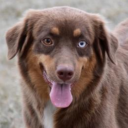 Coco - Miniature Australian Shepherd