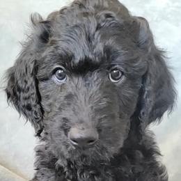 Corbin - Goldendoodle puppy in Peoria, Arizona from Sonoran Desert Doods