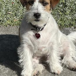 Happy - Russell Terrier