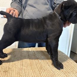 Not available - Black male Cane Corso puppy in Jones, Michigan from Woodlands Cane Corso