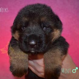 Mint - Black and red male German Shepherd puppy in Orlando, Florida from AceHaven Canines