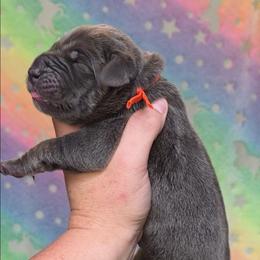 Blue tan or brindle point orange - Blue male Great Dane puppy in Port Clinton, Ohio from LakeSide Danes
