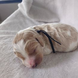 Labradoodle and Poodle Puppies from Caris Paws Poodles and Doodles