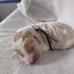 Labradoodle and Poodle Puppies from Caris Paws Poodles and Doodles