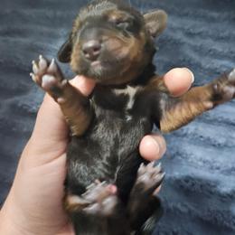 Chewie- AKC - Red male Dachshund puppy in Loganville, Georgia from Royal Dackel Haus