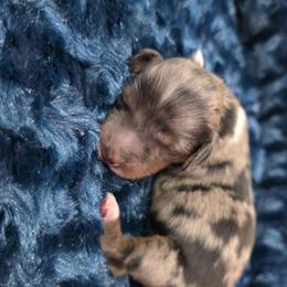 Dapple boy 2 - Dapple male Dachshund puppy in West Plains, Missouri from Spring Creek Dachshunds