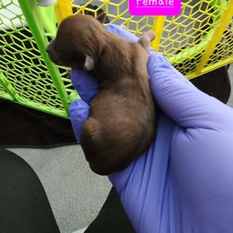 Yorkshire Terrier Puppies from Precious Paws LLC
