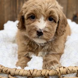 Pink - Caramel red female Australian Labradoodle puppy in Auburn, Washington from West Valley Labradoodles