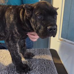 Green collar - Black brindle male Cane Corso puppy in Los Lunas, New Mexico from Top Gun Kennels NM