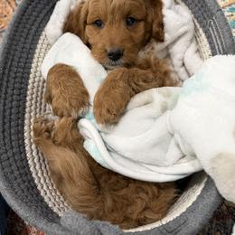 Peter - Red  male Goldendoodle puppy in Huntington, Utah from Krispydoodle