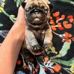 Maple - Fawn female Pug puppy in Grants Pass, Oregon from Malta Pugs