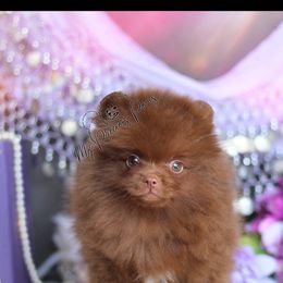 Pomeranian puppies from California Pom Paradise
