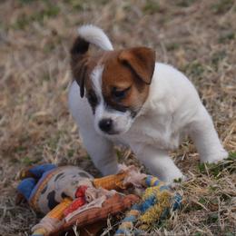General - White and tan male Russell Terrier puppy in Oklahoma from Elite Russell Terriers